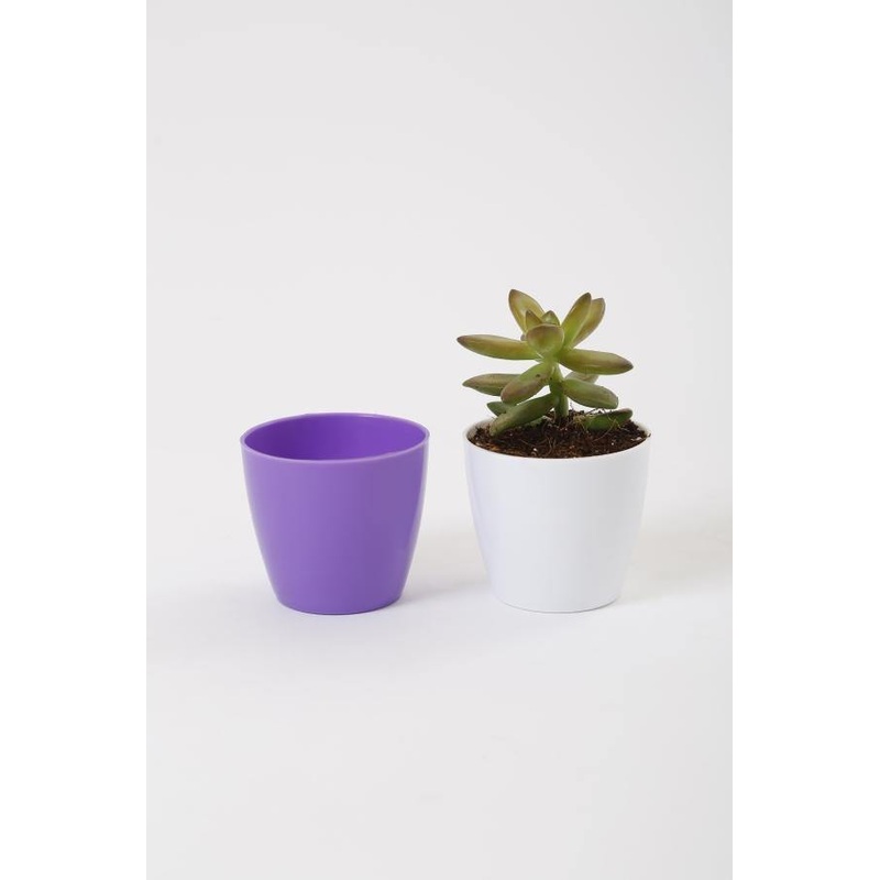 2.5 Inch Violet Singapore Pot (67mm)
