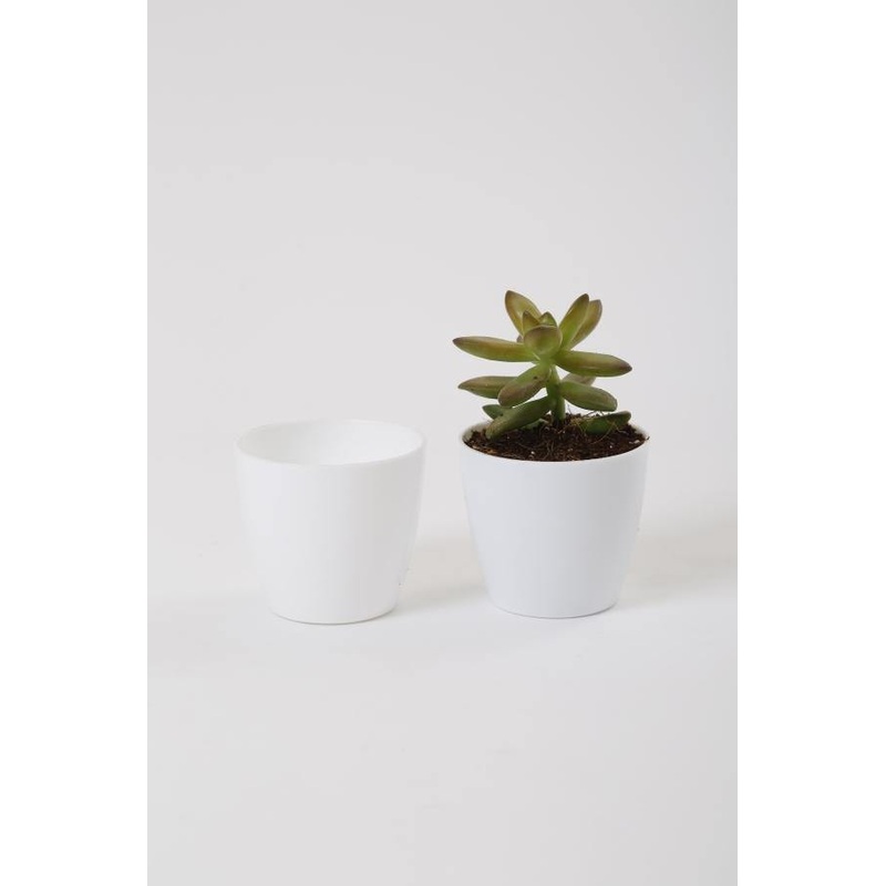 2.5 Inch White Singapore Pot (67mm)