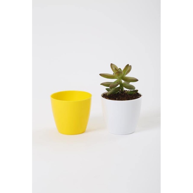 2.5 Inch Yellow Singapore Pot (67mm)