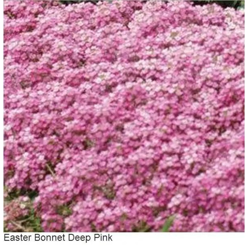 Alyssum Easter Bonnet Deep Pink Flower Seeds