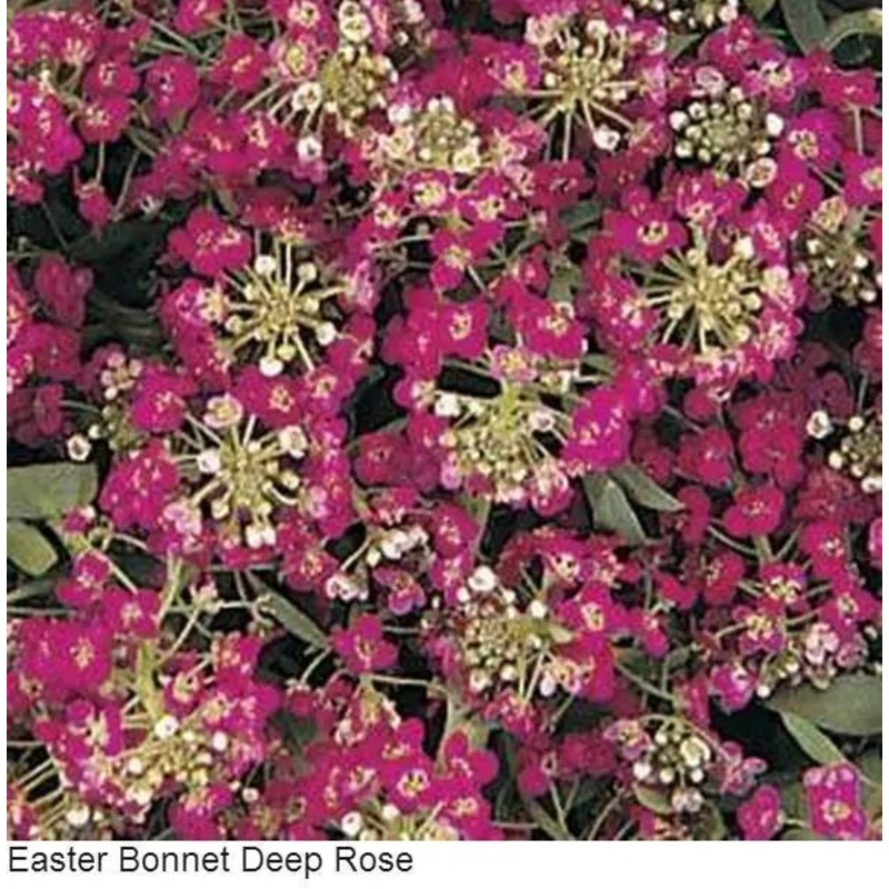 Alyssum Easter Bonnet Deep Rose Flower Seeds