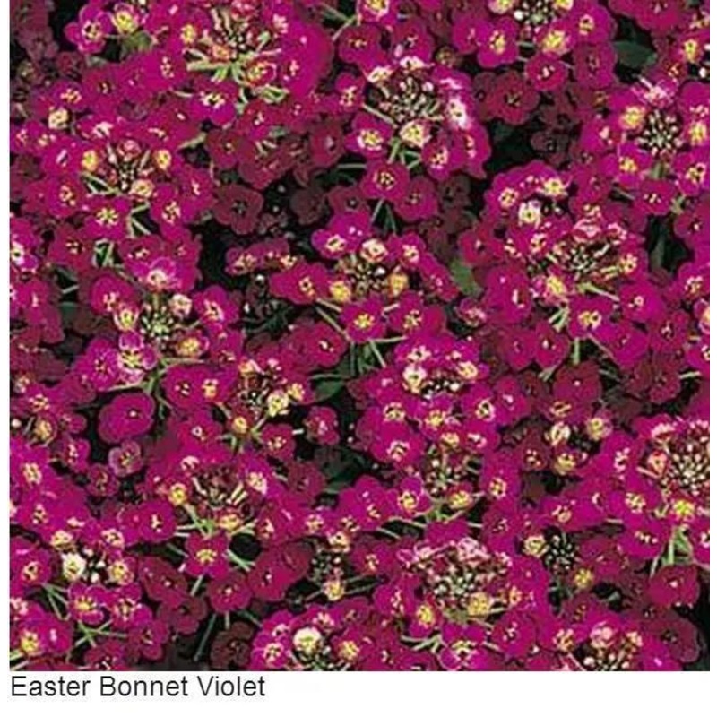 Alyssum Easter Bonnet Violet Flower Seeds