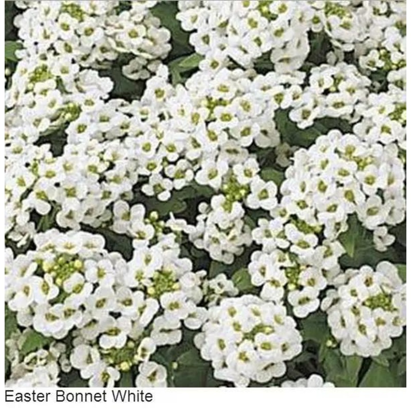 Alyssum Easter Bonnet White Flower Seeds