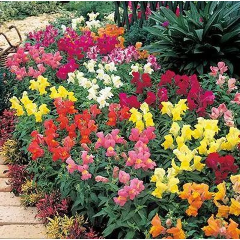Antirrhinum Palette Mix Flower Seeds