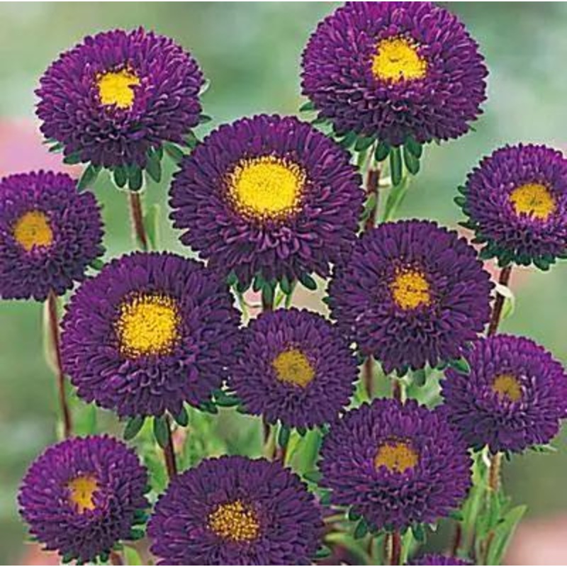 Aster Kurenai Purple Flower Seeds