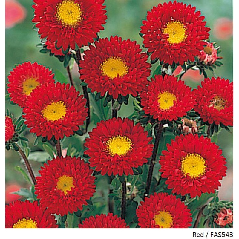 Aster Kurenai Red Flower Seeds