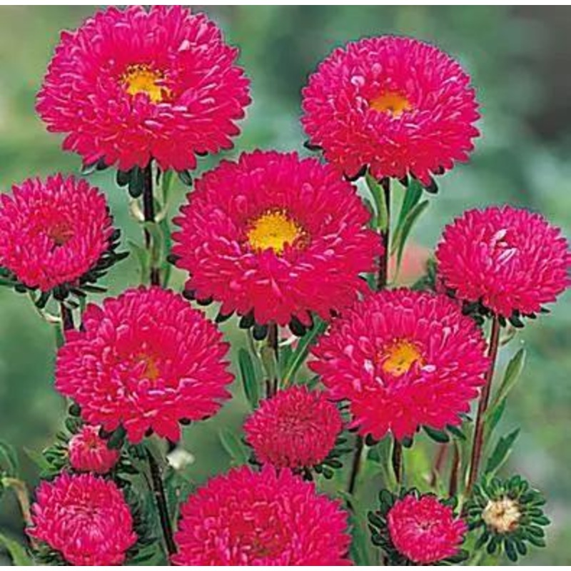 Aster Kurenai Rose Flower Seeds