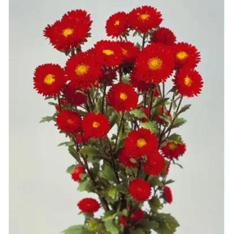 Aster Matsumoto Red Flower Seeds