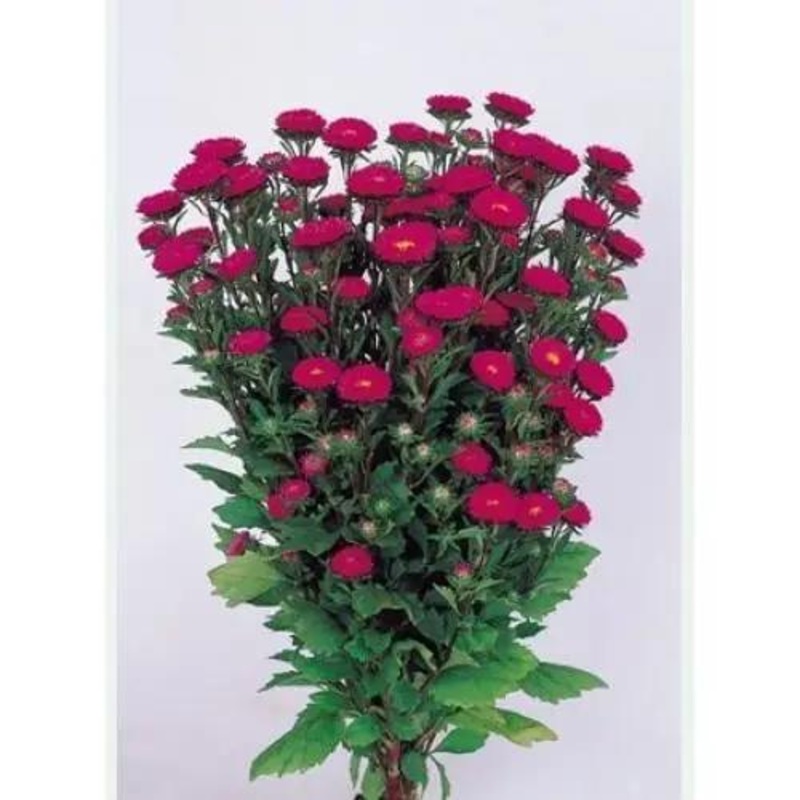 Aster Matsumoto Rose Flower Seeds