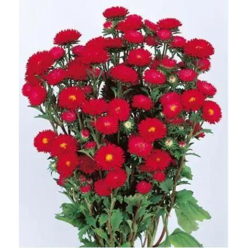 Aster Matsumoto Scarlet Flower Seeds
