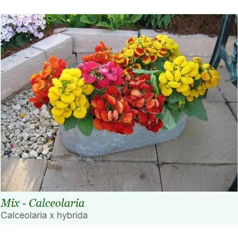 Calceolaria Dainty Mix Flower Seeds