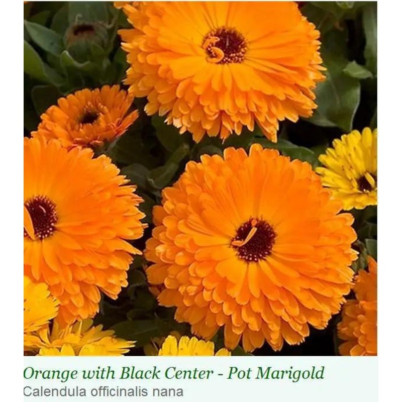 Calendula Calypso Orange W/Black Center Flower Seeds