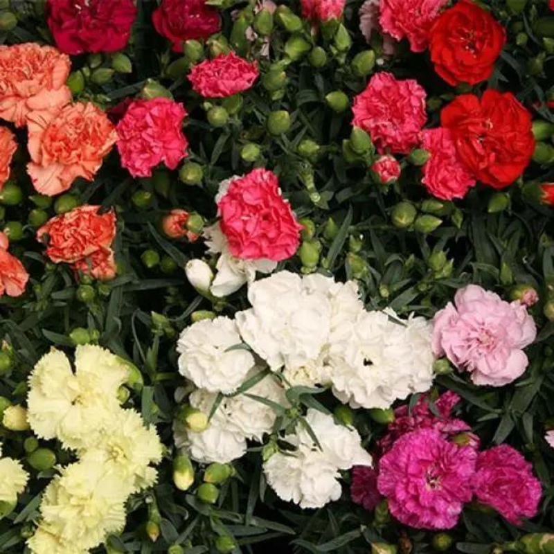 Carnation Lillipot Mix  Flower Seeds