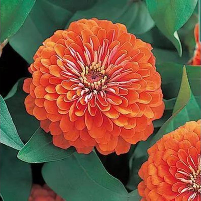 Zinnia Double Dreamland Coral Flower Seeds