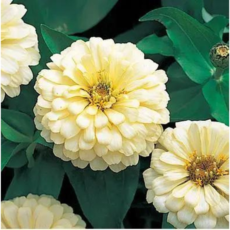 Zinnia Double Dreamland Ivory Flower Seeds
