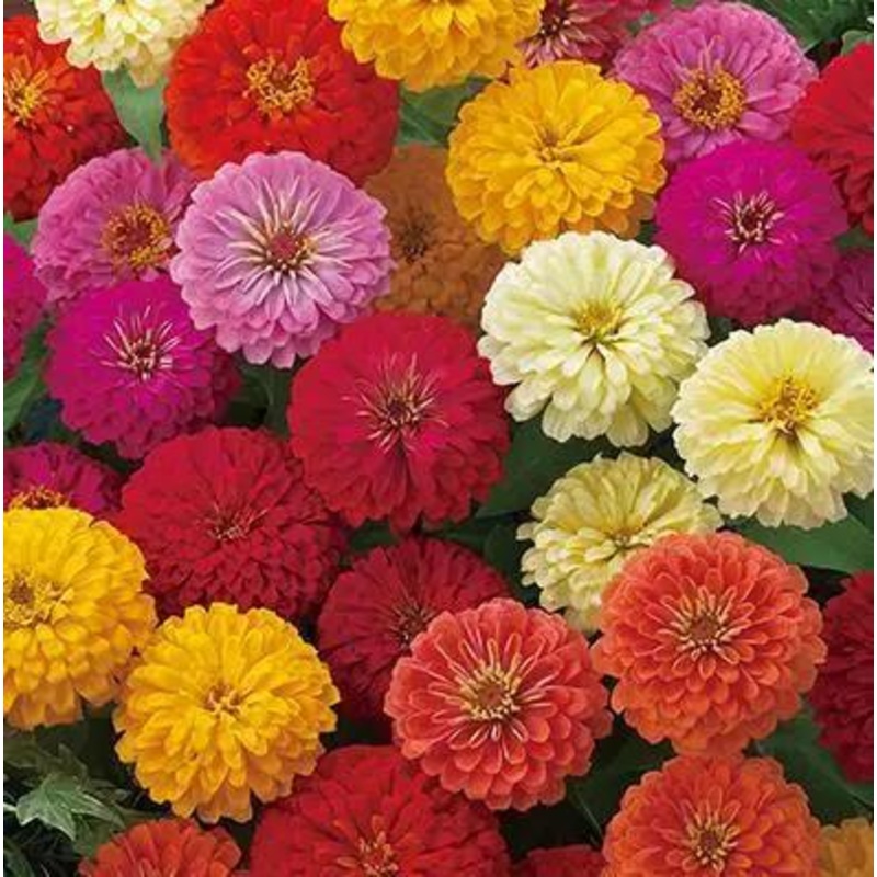 Zinnia Double Dreamland Mix Flower Seeds