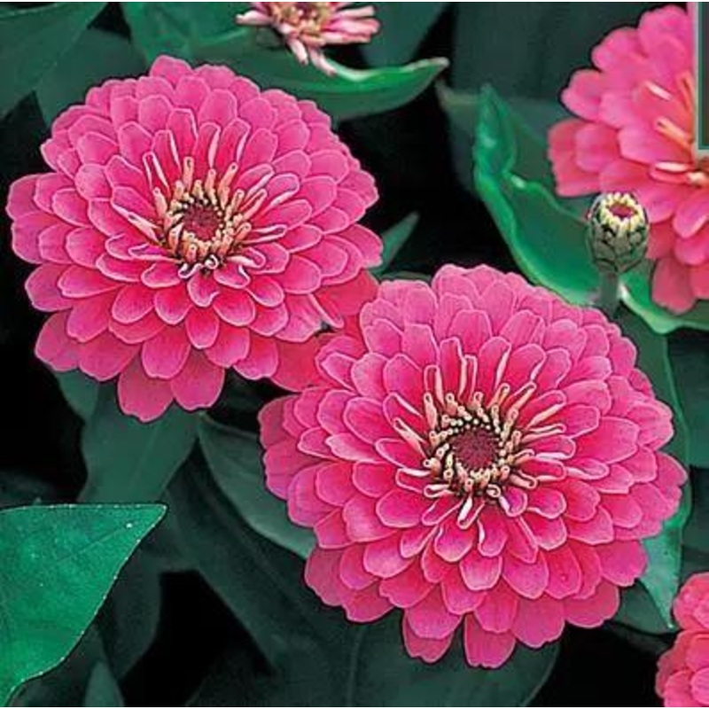 Zinnia Double Dreamland Pink Flower Seeds