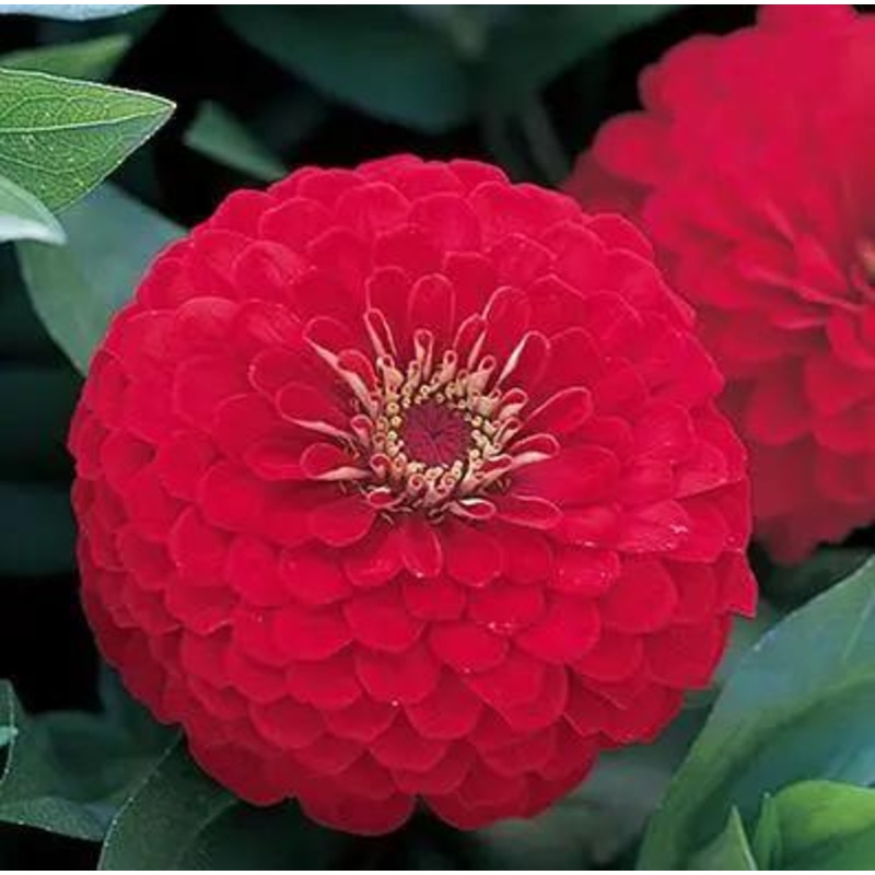 Zinnia Double Dreamland Red Flower Seeds