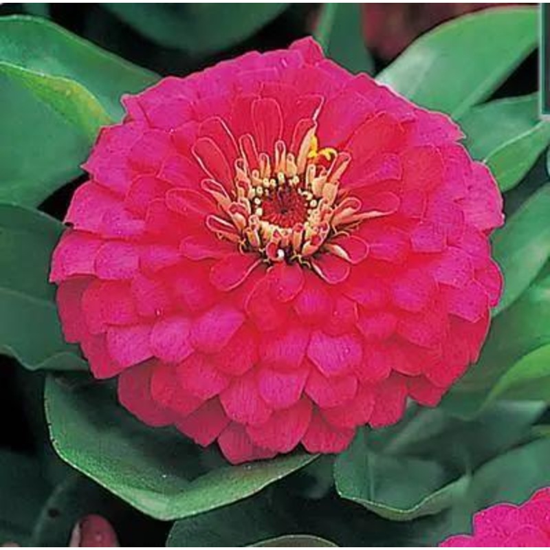 Zinnia Double Dreamland Rose Flower Seeds