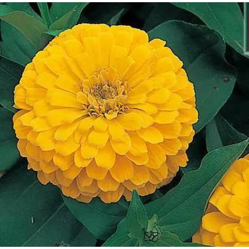 Zinnia Double Dreamland Yellow Flower Seeds