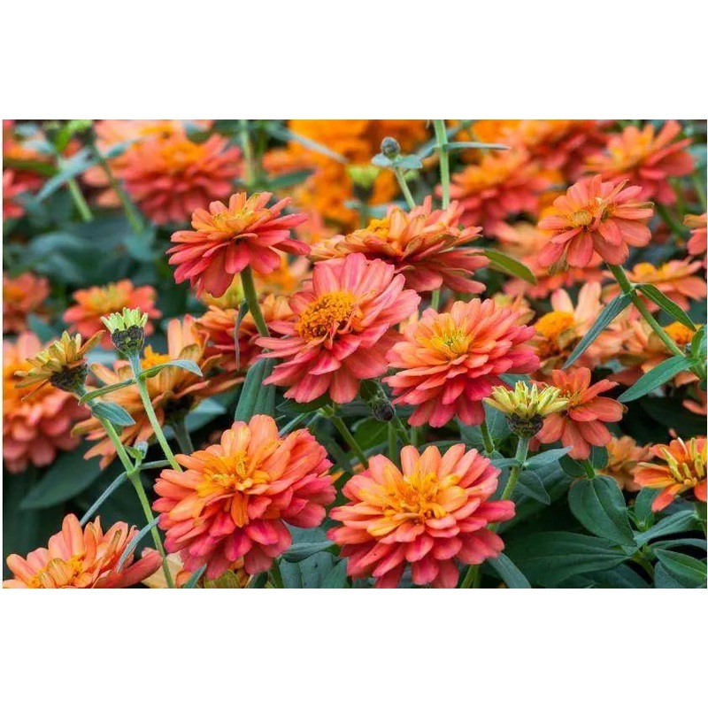 Zinnia Double Profusion Deep Salmon Flower Seeds
