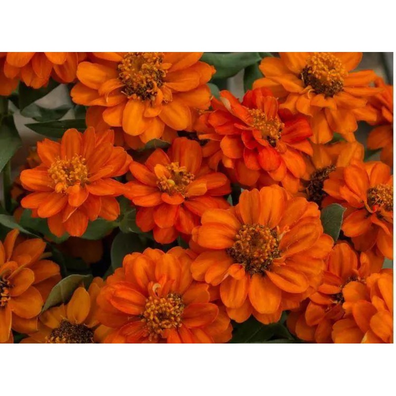 Zinnia Double Profusion Fire Flower Seeds