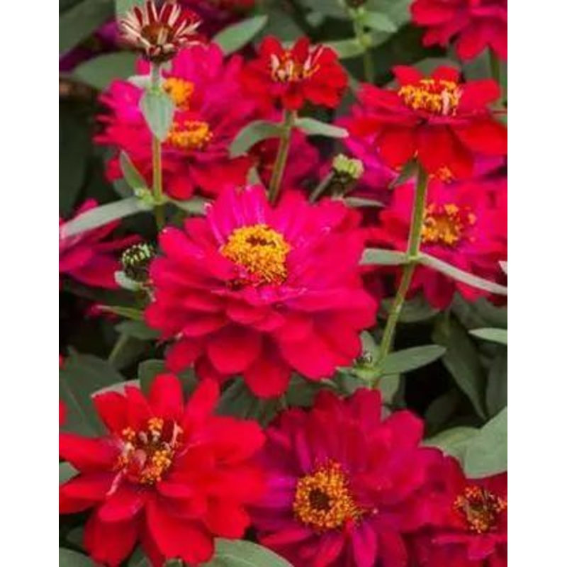 Zinnia Double Profusion Hot Cherry Flower Seeds