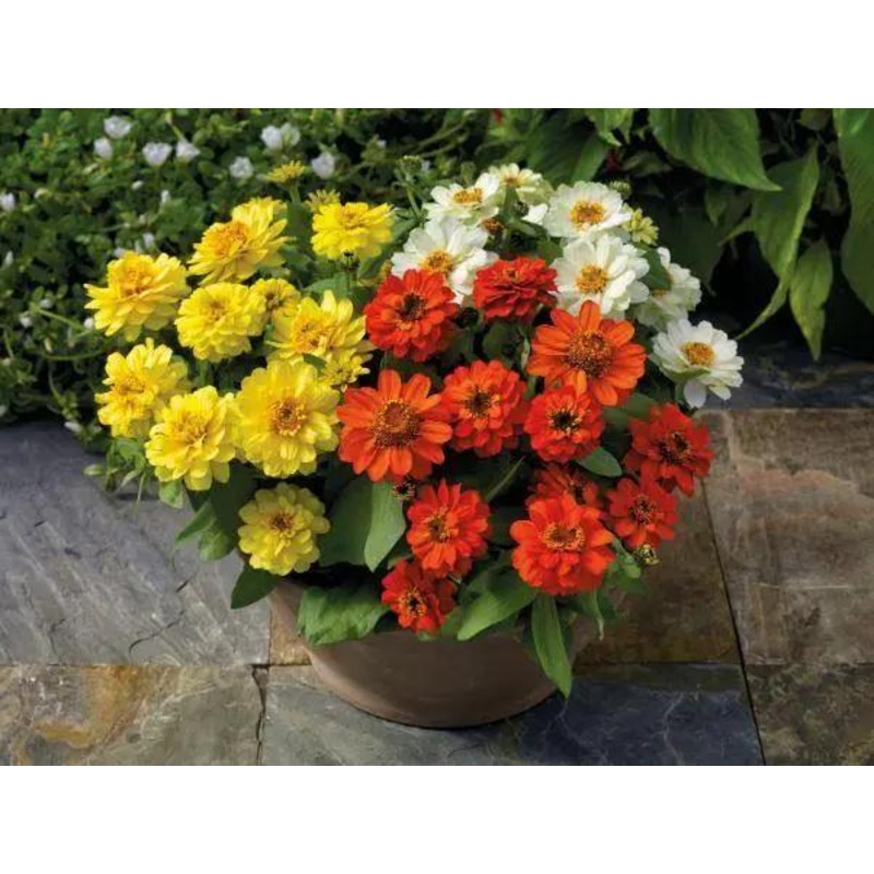Zinnia Double Profusion Mix Flower Seeds
