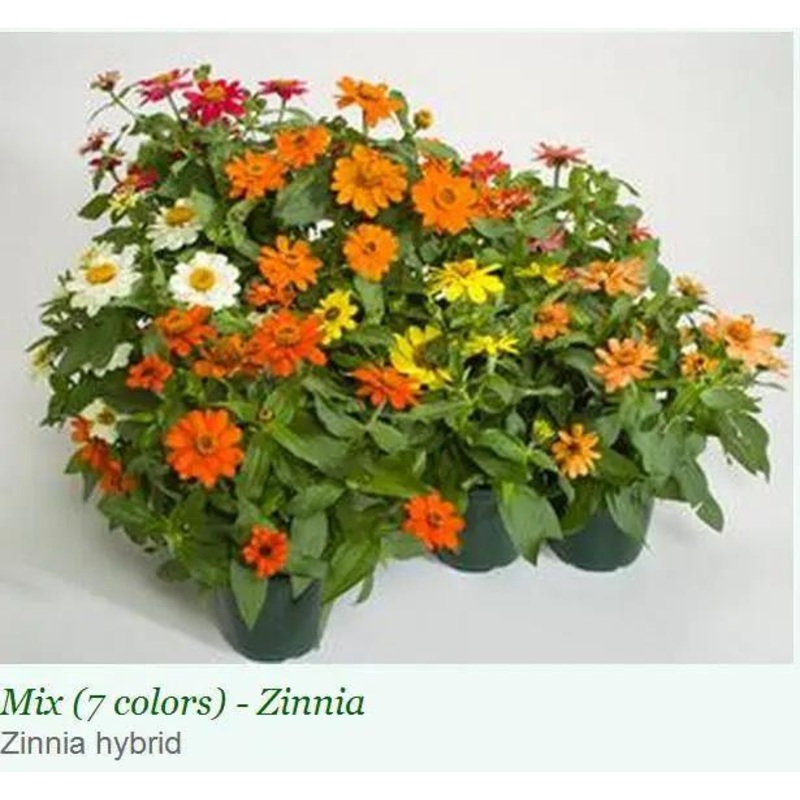 Zinnia Single Profusion Mix Flower Seeds