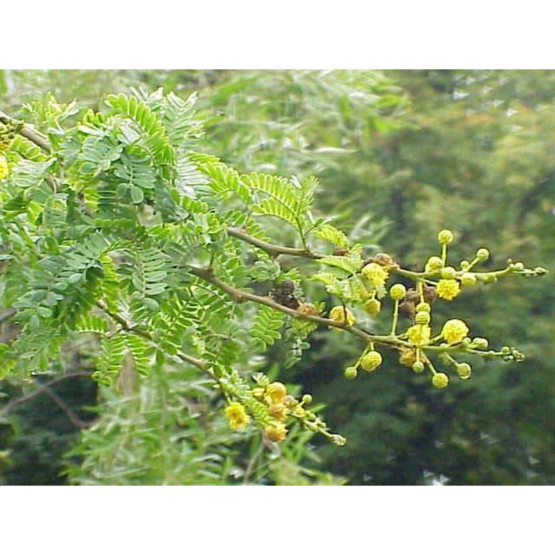 Acacia lenticularis (A. ferruginea) Seeds-1 Kg