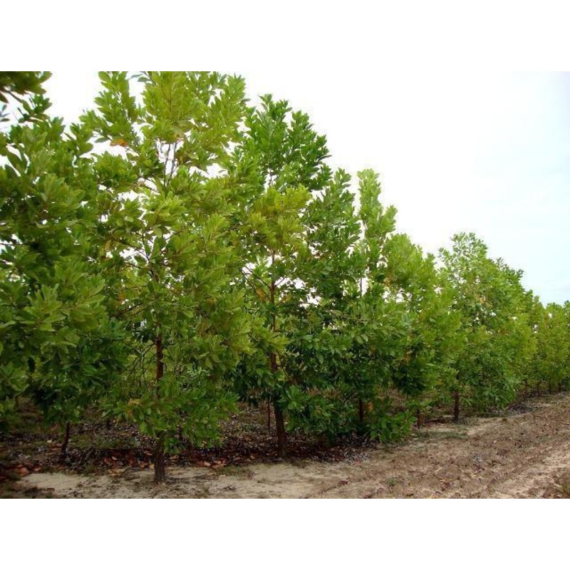 Acacia mangium Seeds – 1 Kg