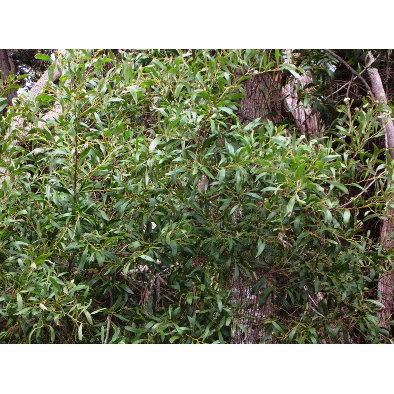 Acacia melanoxylon (Qg) Seeds-1 Kg