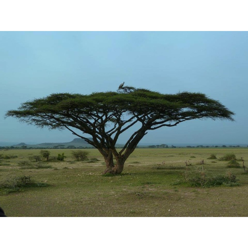 Acacia planifrons Seeds-1 Kg