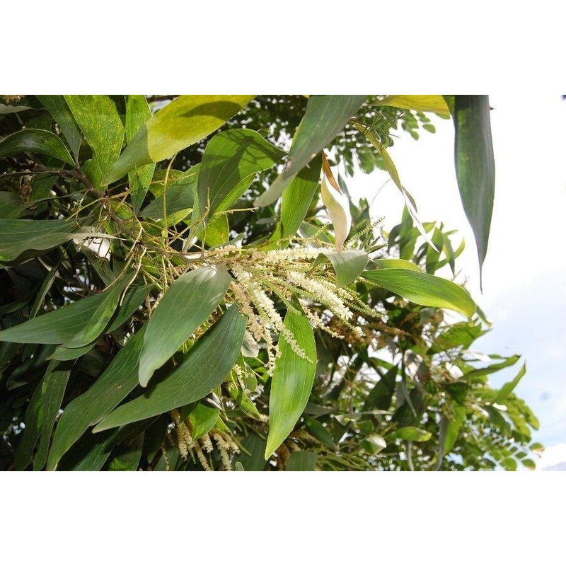 Acacia suma (A. Campylacantha) Seeds-1 Kg