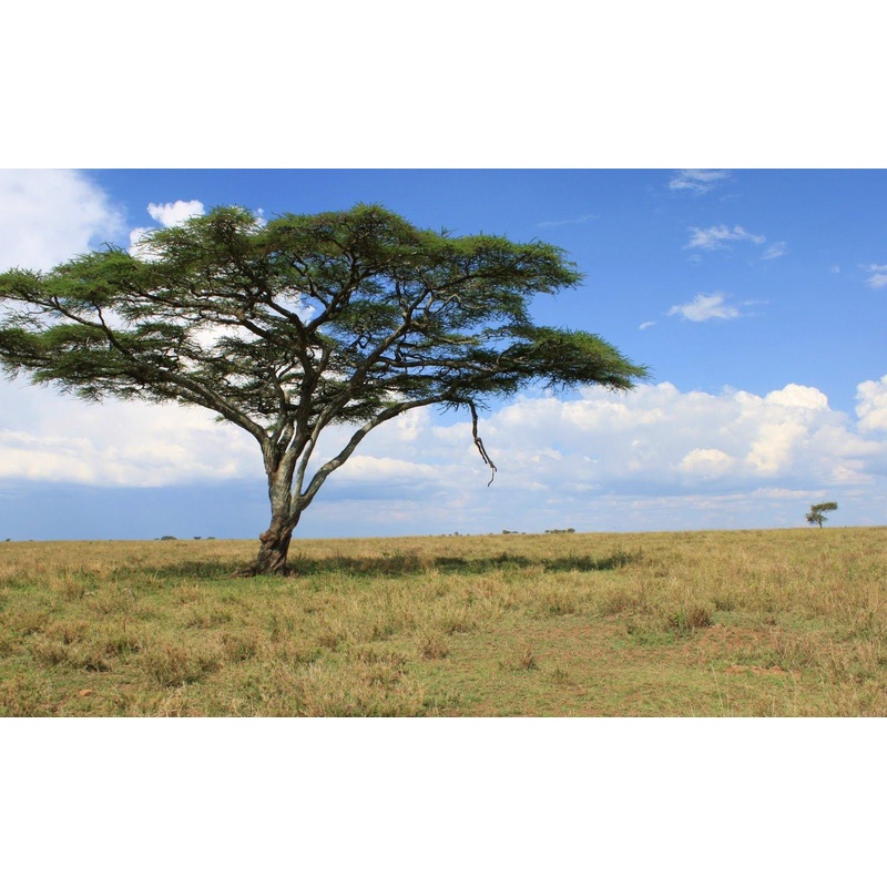 Acacia tortilis Seeds-1 Kg