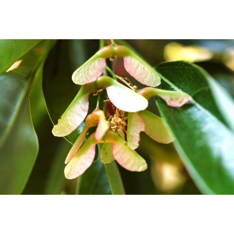 Acer oblongum(Qg) Seeds-1 Kg