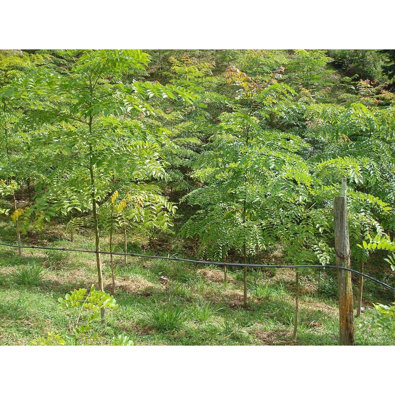 Acrocarpus fraxinifolius(Qg) Seeds-1 Kg