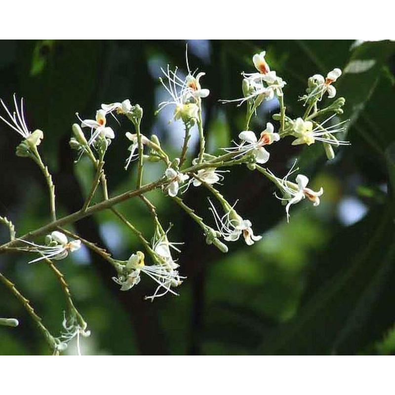 Aesculus assamica Seeds-1 Kg