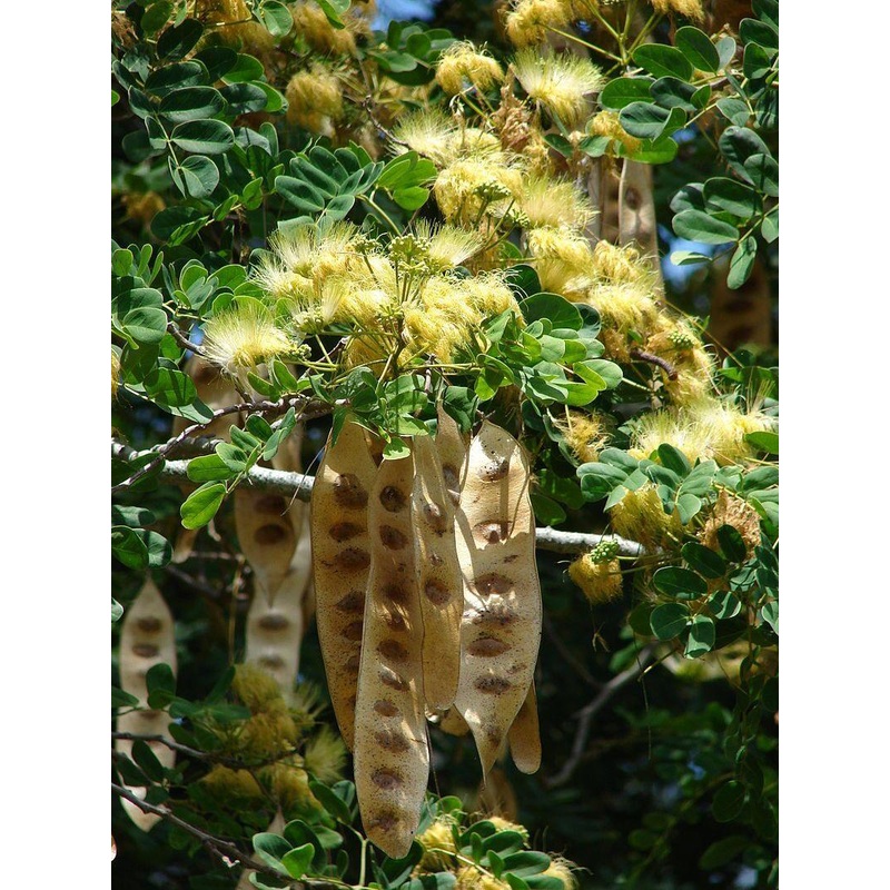 Albizia lebbeck  Seeds-1 Kg