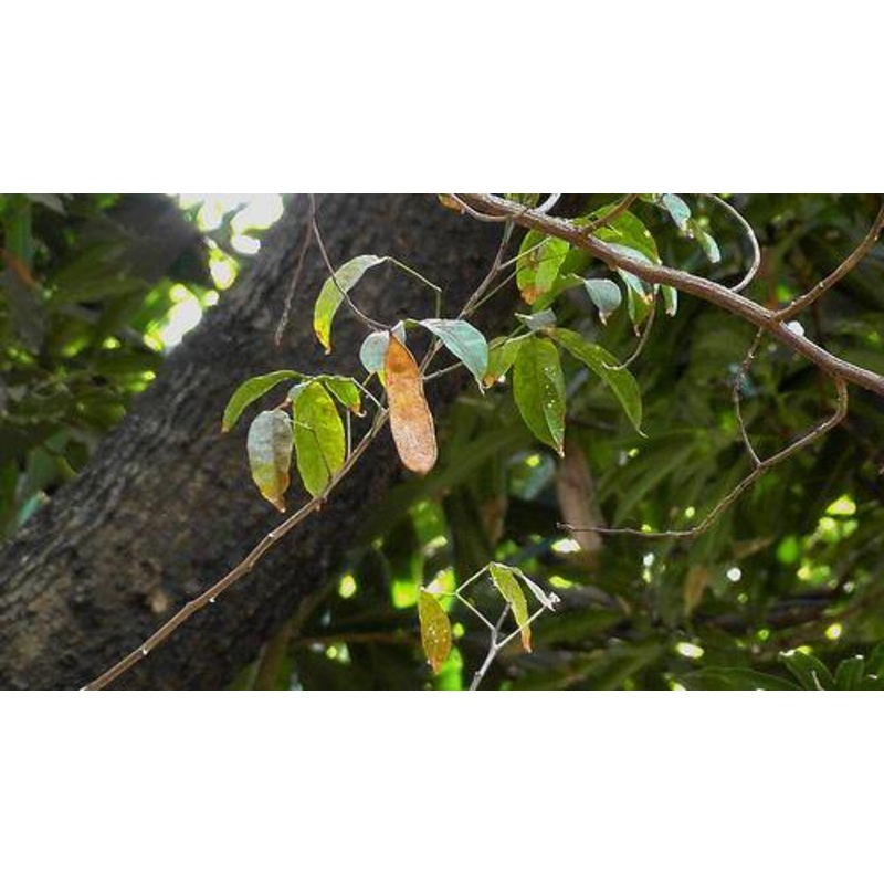 Albizia lucida  Seeds-1 Kg