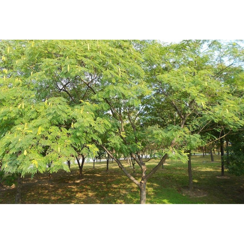 Albizia odoratissima Seeds-1 Kg
