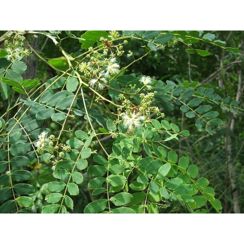 Albizia procera  Seeds-1 Kg