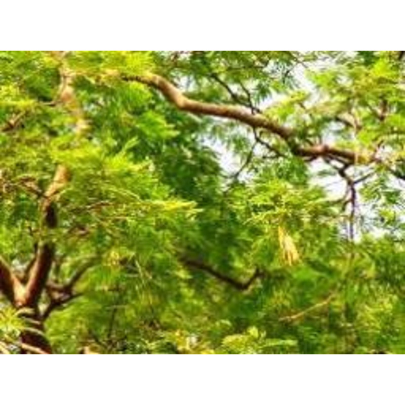Albizia richardiana Seeds-1 Kg