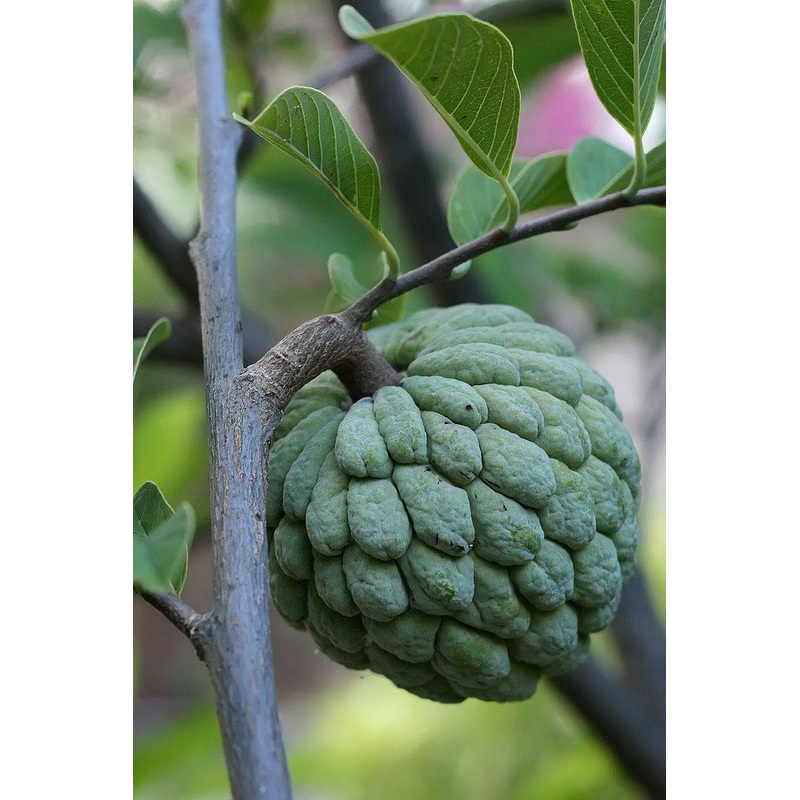 Annona squamosa Seeds-1 Kg