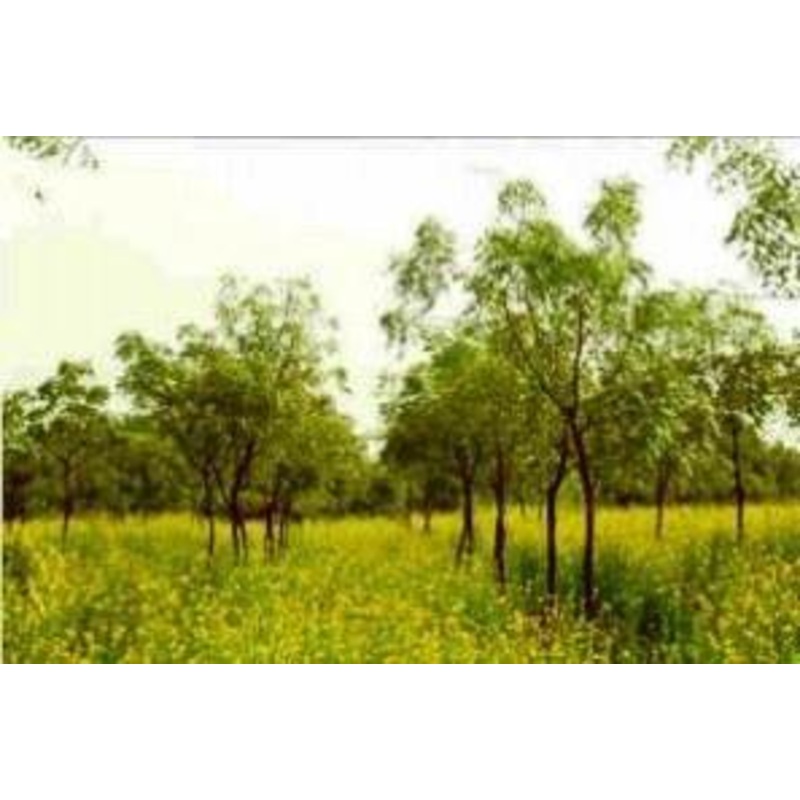 Anogeissus pendula Seeds-1 Kg