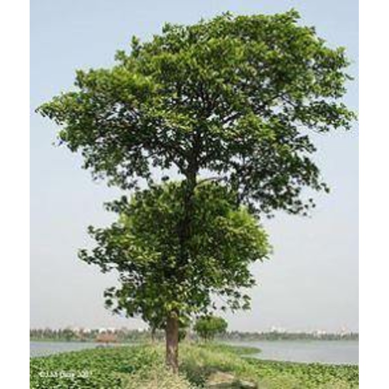 Anthocephalus indicus (A. cadamba)(Qg) Seeds-1 Kg