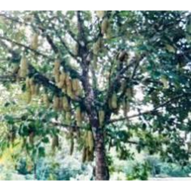 Artocarpus integrifolia Seeds-1 Kg