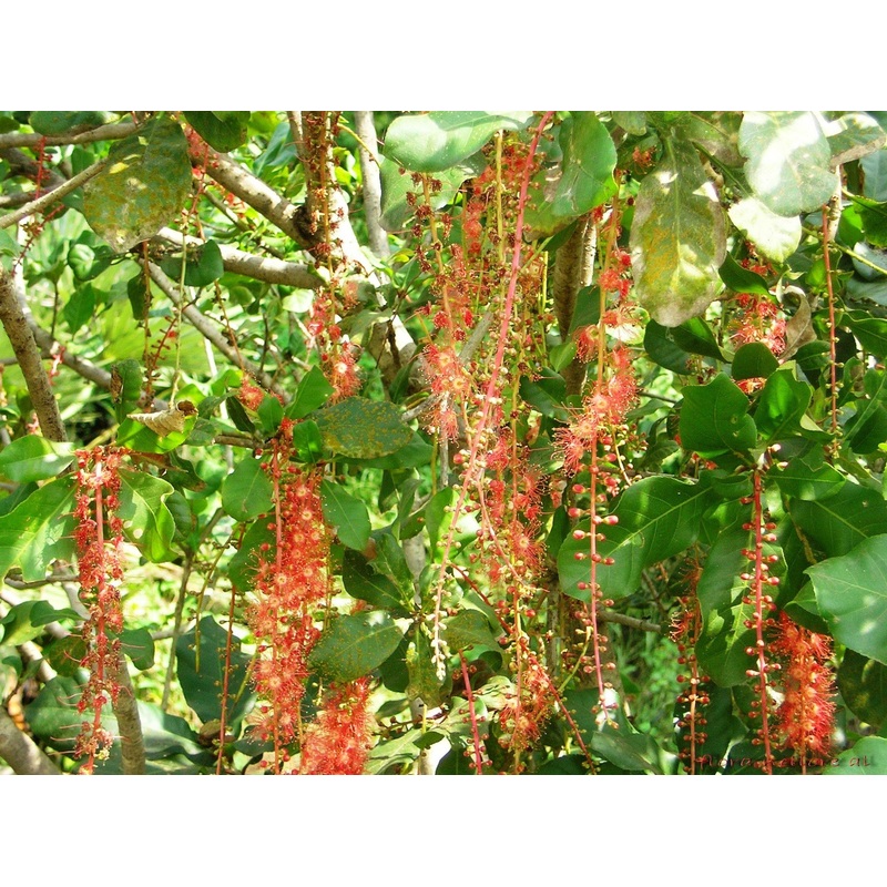 Barringtonia acutangula Seeds – 1 Kg