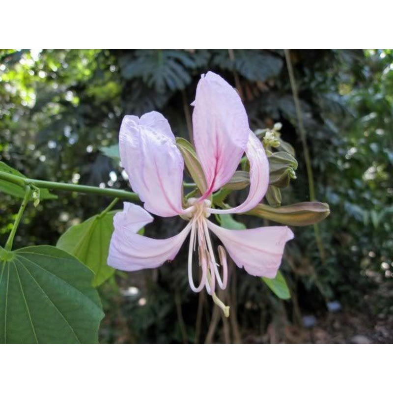 Bauhinia malabarica Seeds – 1 Kg