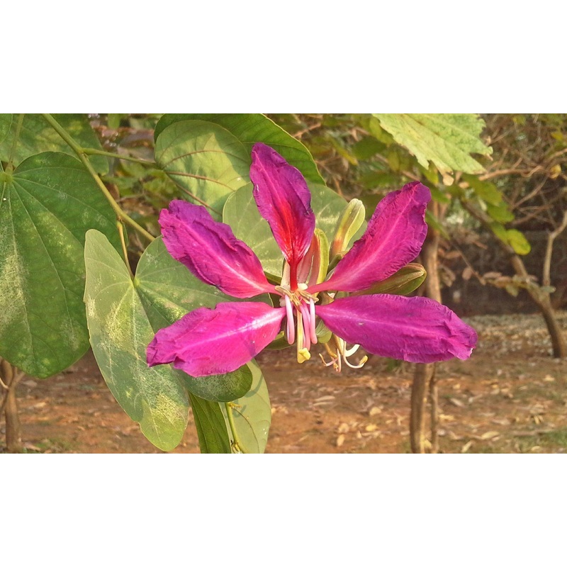 Bauhinia purpurea (Qg) Seeds-1 Kg